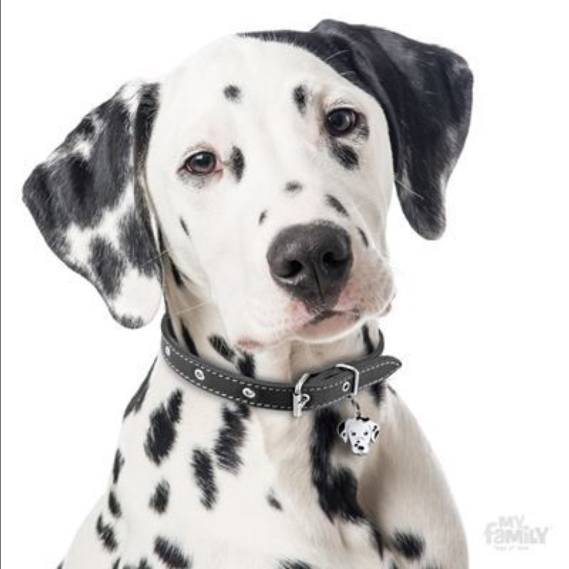 Dalmatian Dog ID Tag (08) – Engraved FREE – Personalised – Charm – Keyring