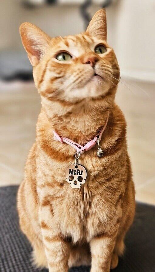 Copper Skull Personalized Dog Cat Pet ID Skull Charm Keychain Collar Human Tag