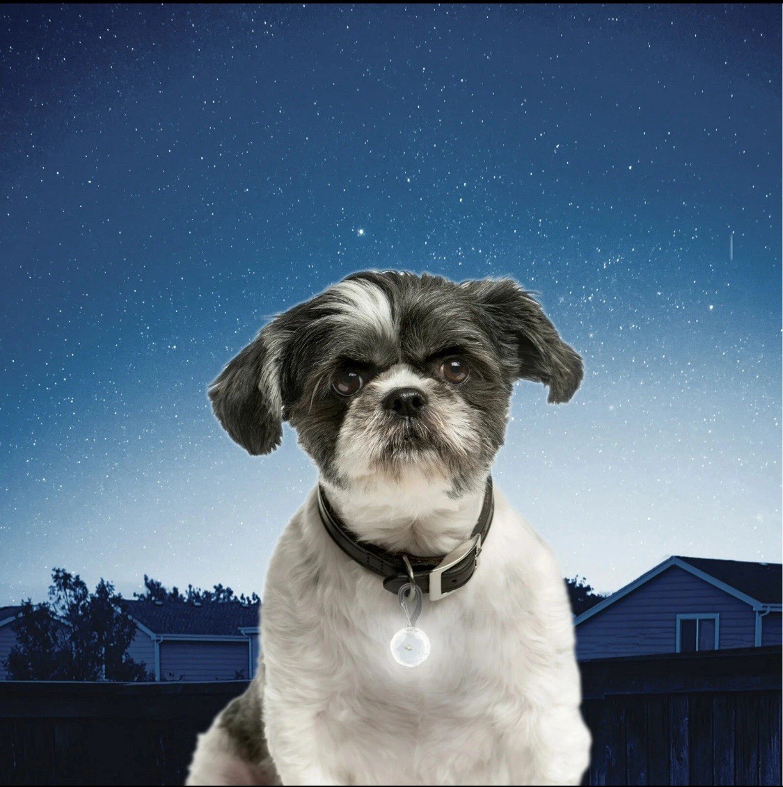 Nite IzePetLit Collar Light Crystal Jewel