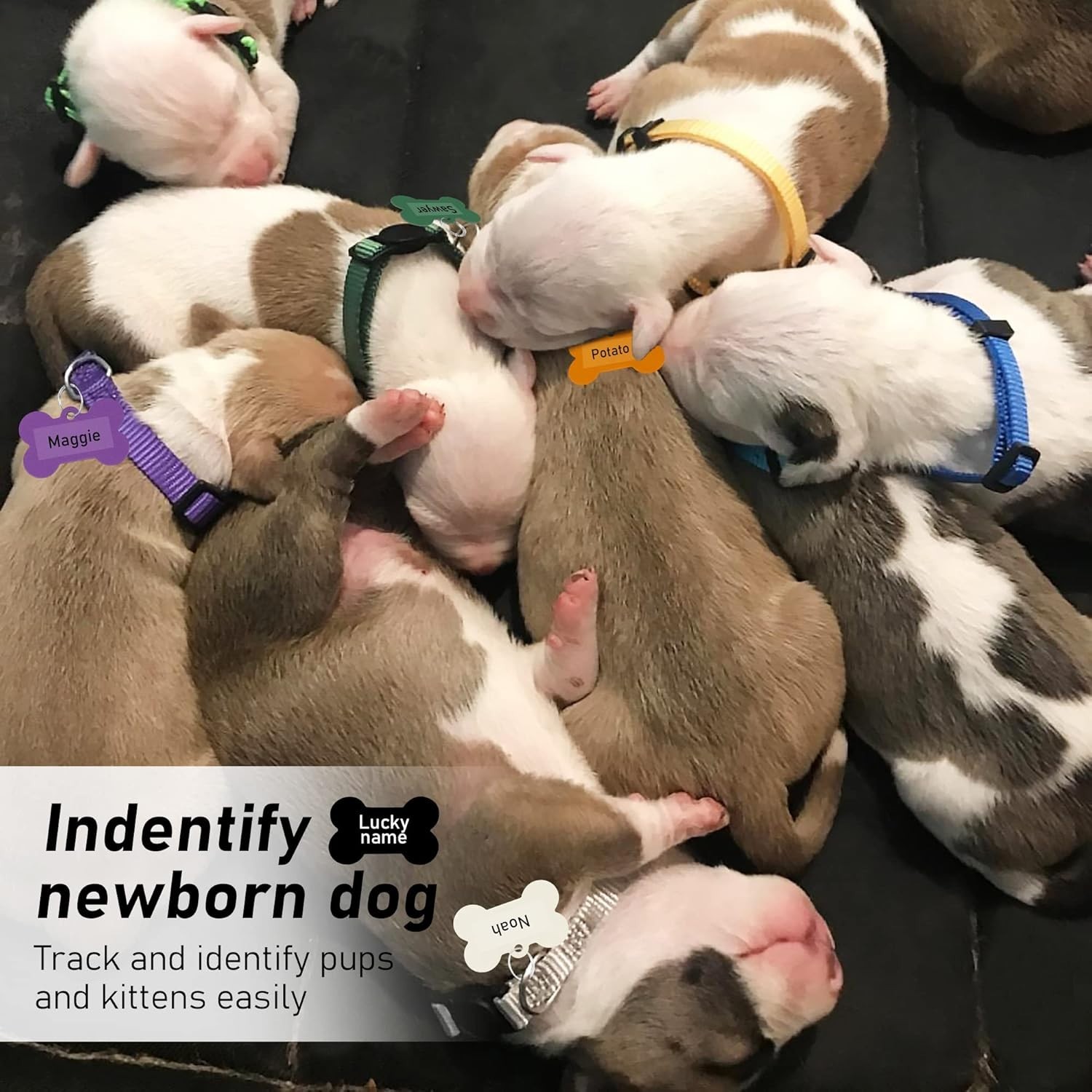 Adjustable Breakaway Puppy Collars – Assorted Colors with ID Tags Set of 12