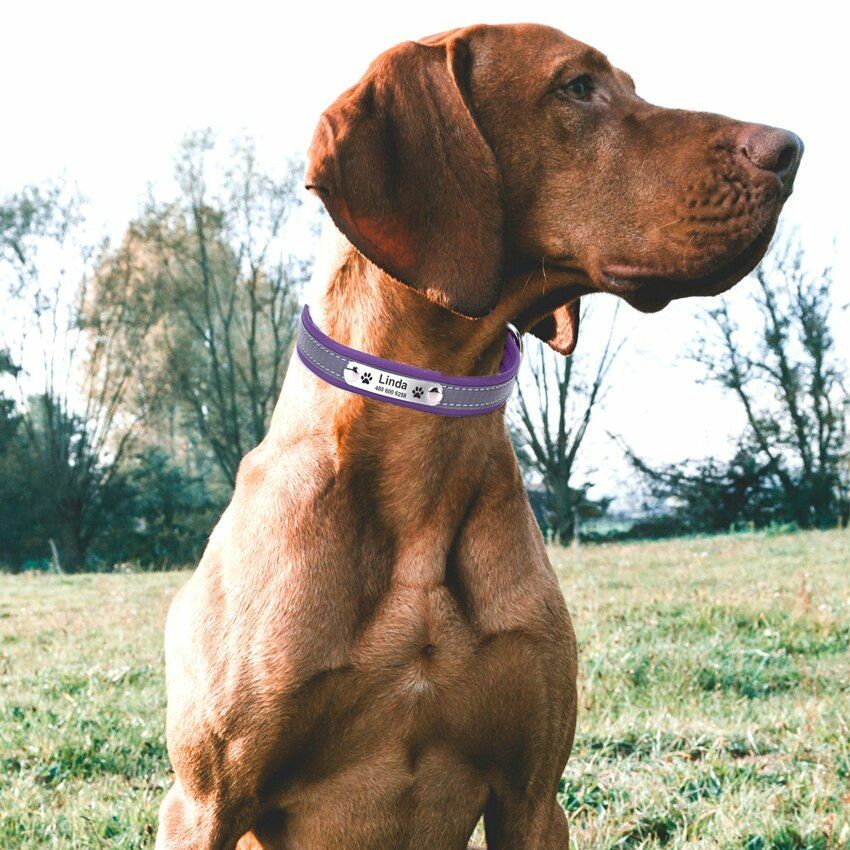 Personalized Custom Engraved Cat And Dog Collar Leather Neck Tag Pet Accessories