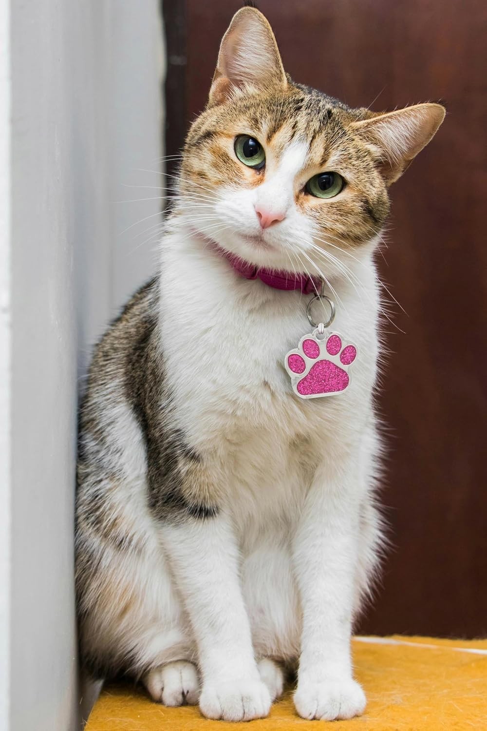 Personalized Pet ID Tag Dog Tag Cat Tag Custom Cat Tag Easy to Read Pet Tag free