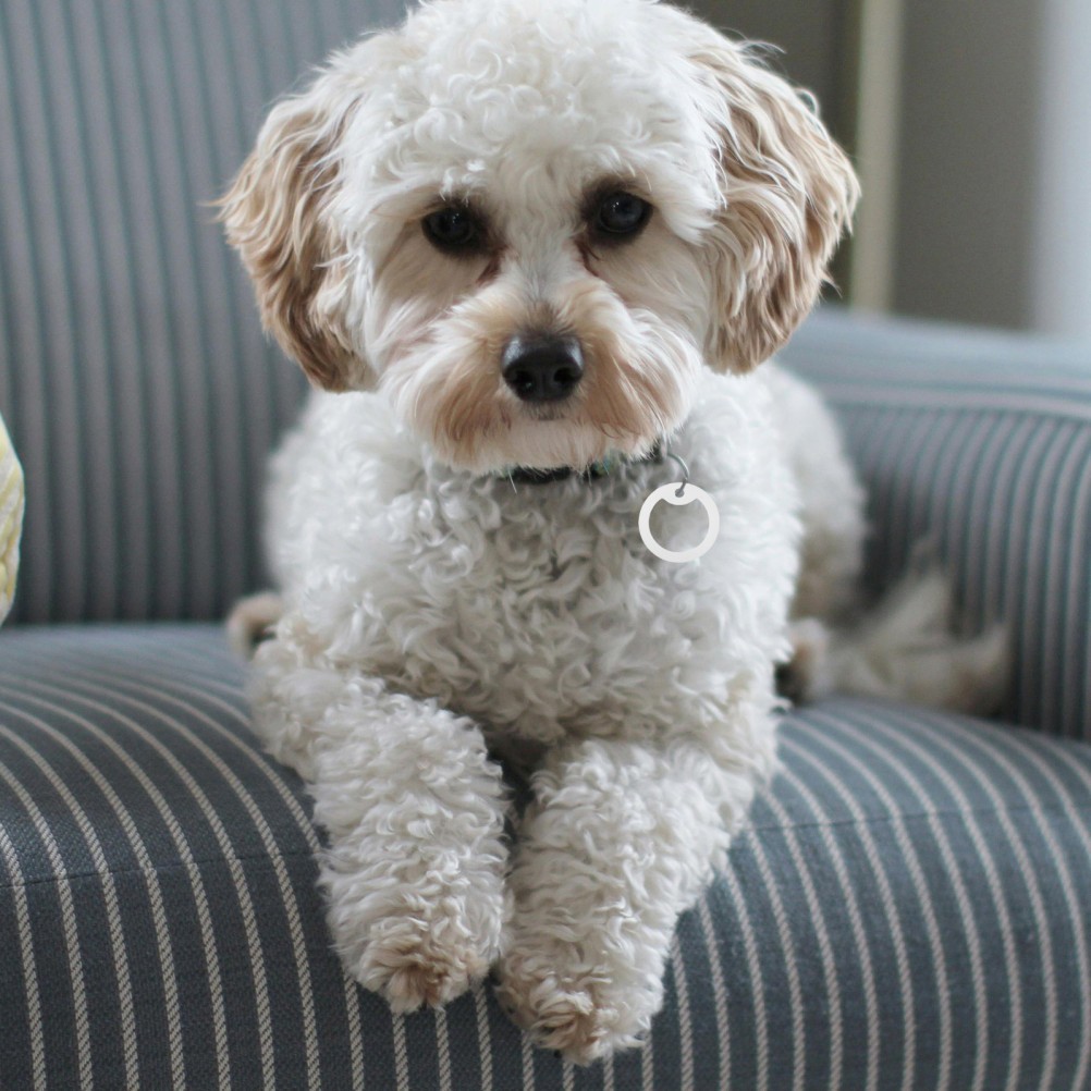 12 Pcs Glow-in-the-dark Pet ID Tag Dog Noise Reducer Silicone Cover