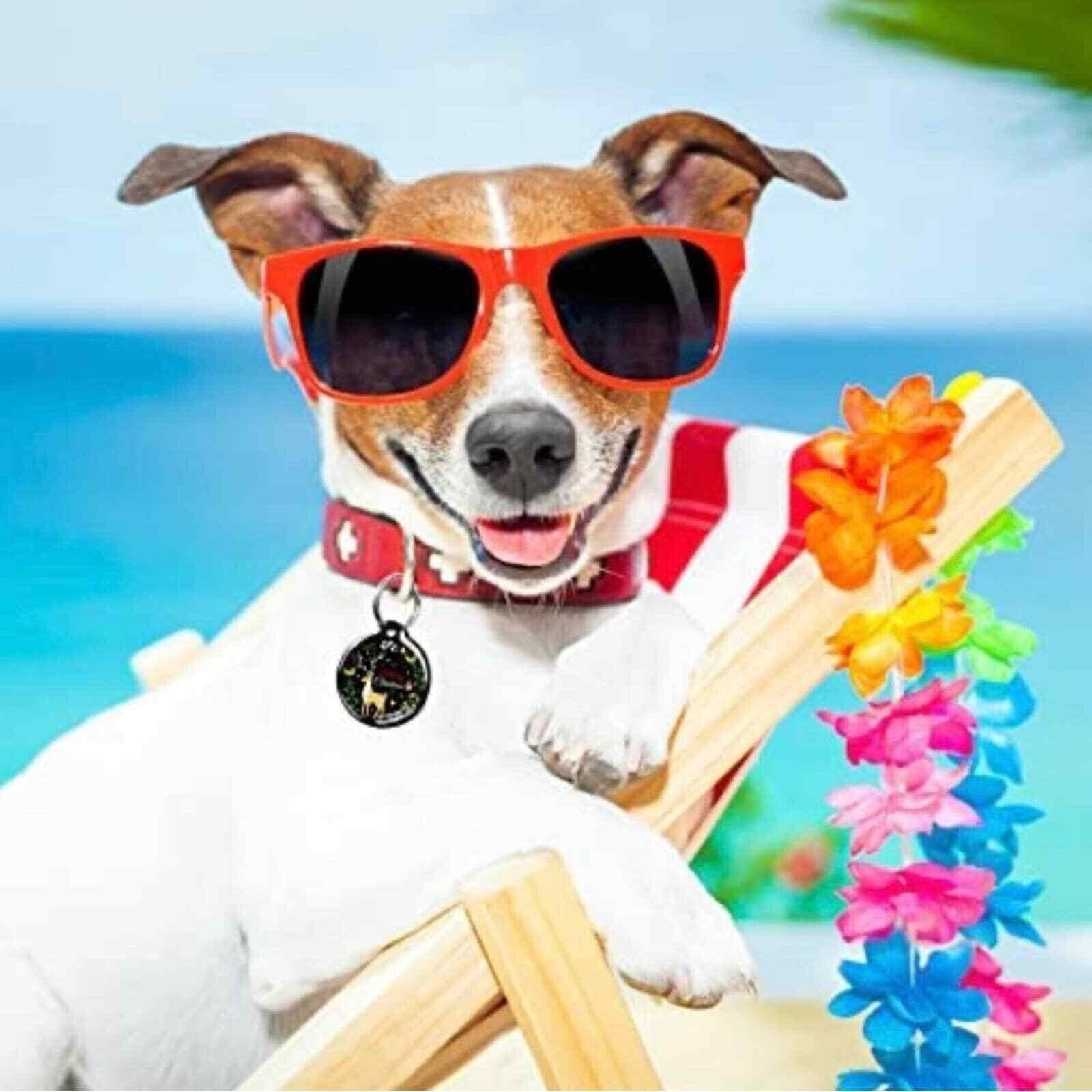 Stainless Steel Dog Cat Pet QR Code ID Name Tag Free Online Profile Scan Track