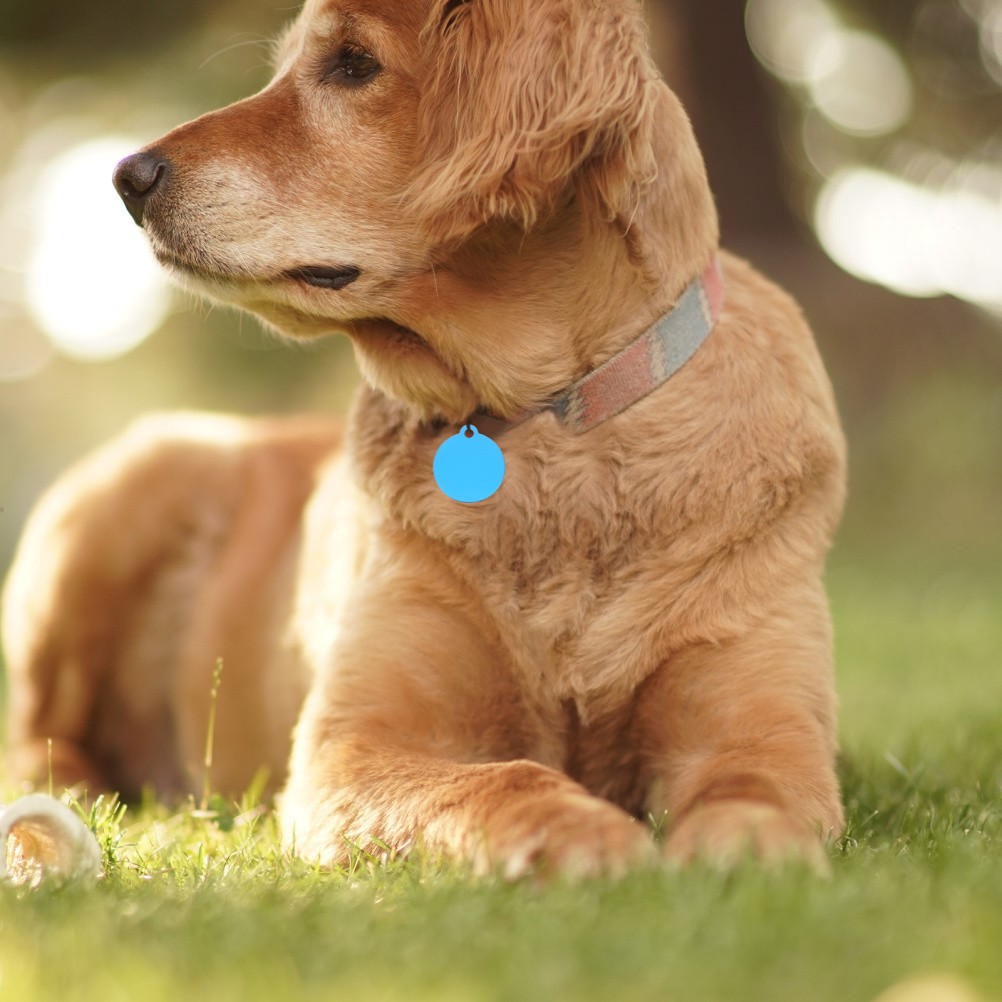 20Pcs Sky Blue Aluminum Dog Pendant Tags Blank for Engraving Pet Identification