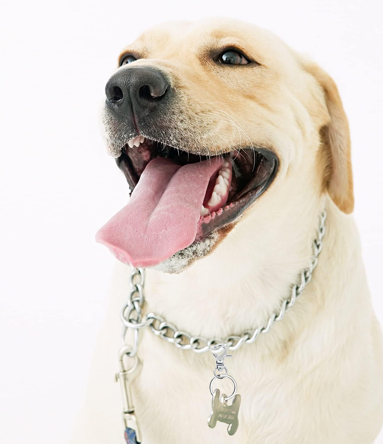 4 Pack Dog Tag Clips with Key Rings Stainless Steel Pet ID Holder for Dogs Cats