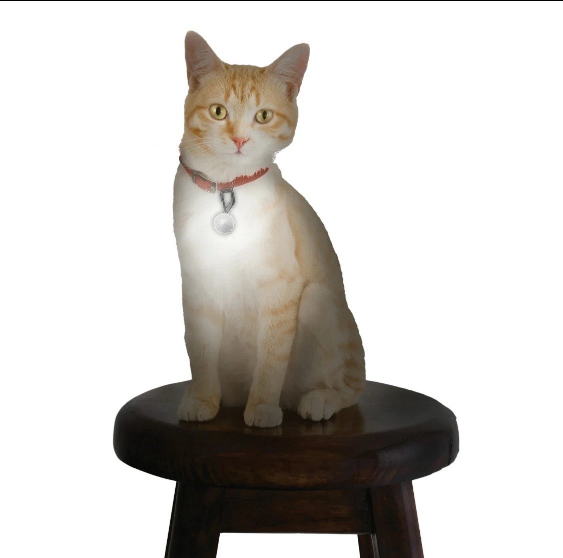 Nite IzePetLit Collar Light Crystal Jewel