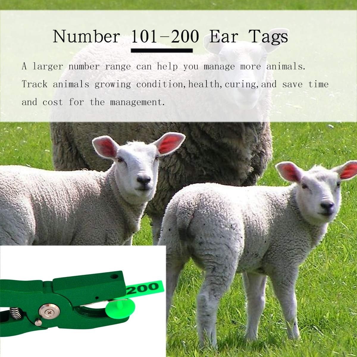 Animal Identification Made Easy – 200 Green Plastic Ear Tags for Small Livestock