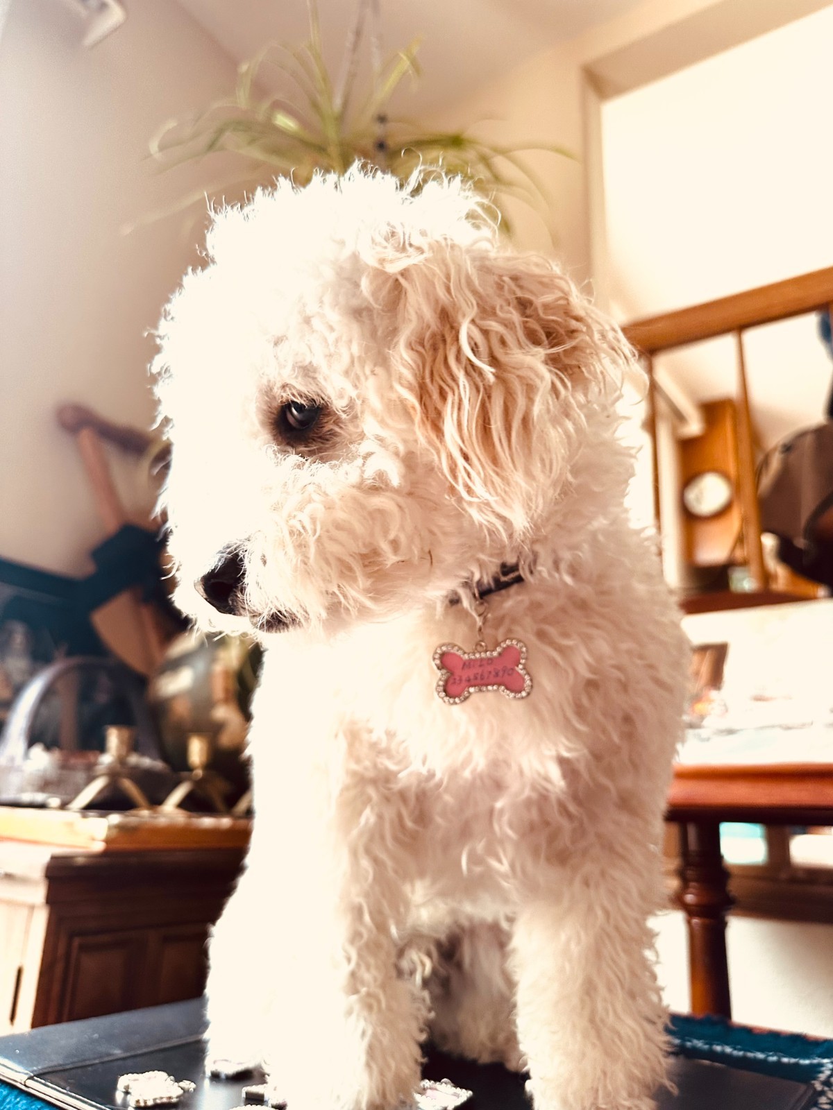 Mini Photo Frame Pet Tag – Writable ID , Keychain, Holiday Gift for Pet Lovers