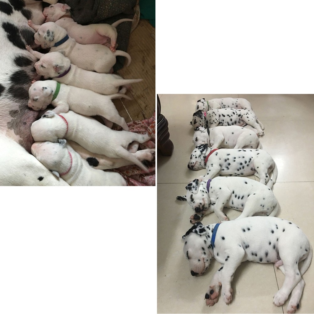 15 Pcs Puppy Whelping Supplies Newborn Collars Pet Personalised Animal