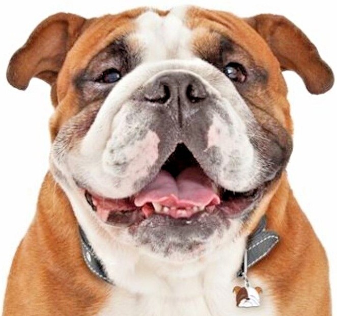 Bulldog – Dog ID Tag (32) – Engraved FREE – Personalised – Charm – Keyring