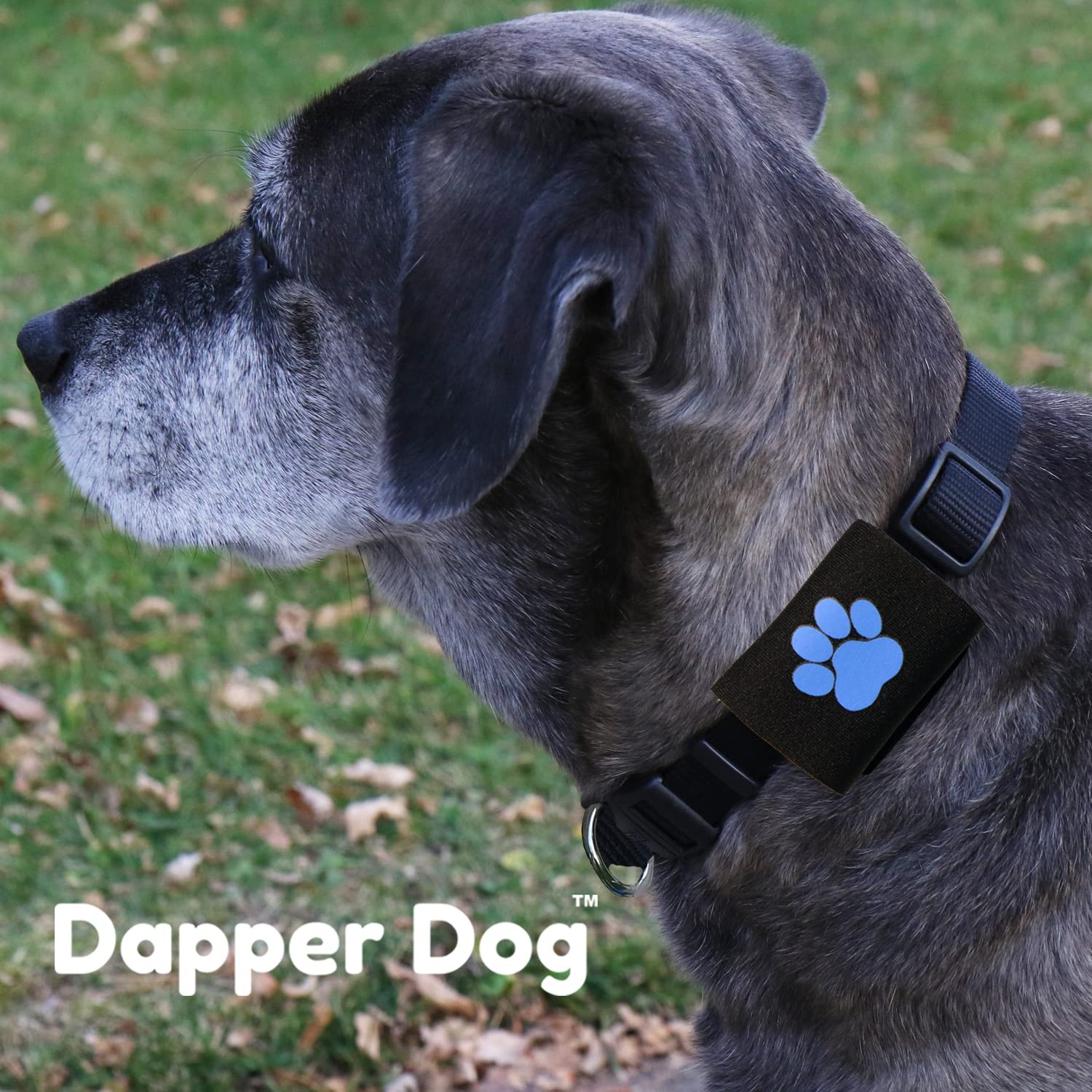 Dapper Dog Pet Tag Silencer and AirTag Holder Black with Blue Paw