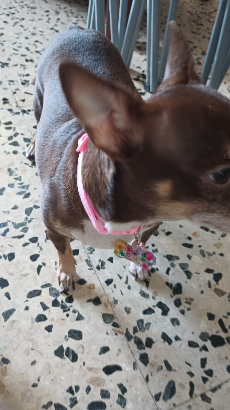 Collar personalizado para mascotas flores secas