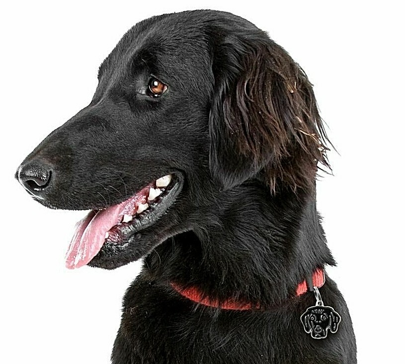 Flat Coated Retreiver Dog ID Tag (103) – Engraved FREE – Personalised-Charm