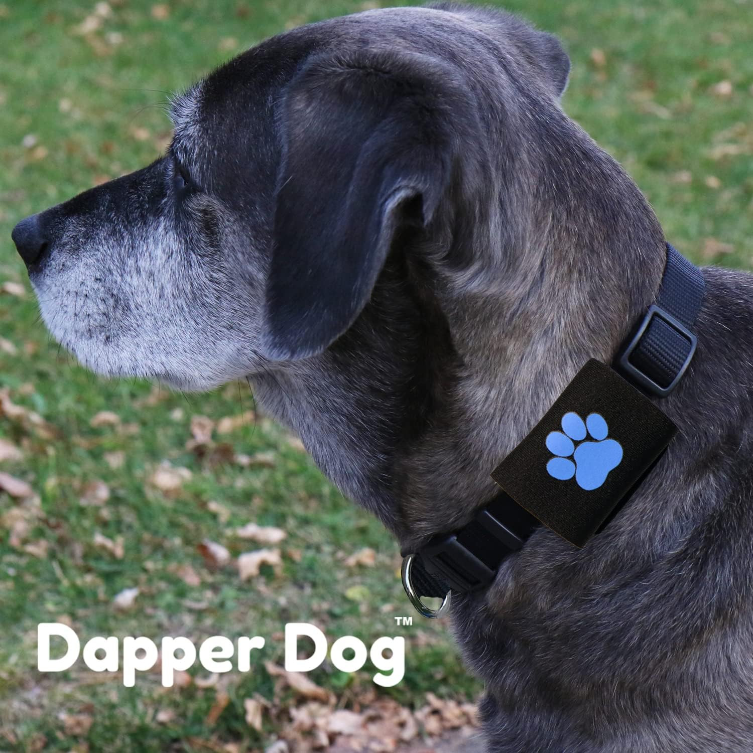 Dapper Dog Pet Tag Silencer and Airtag Holder (Black with Blue Paw)