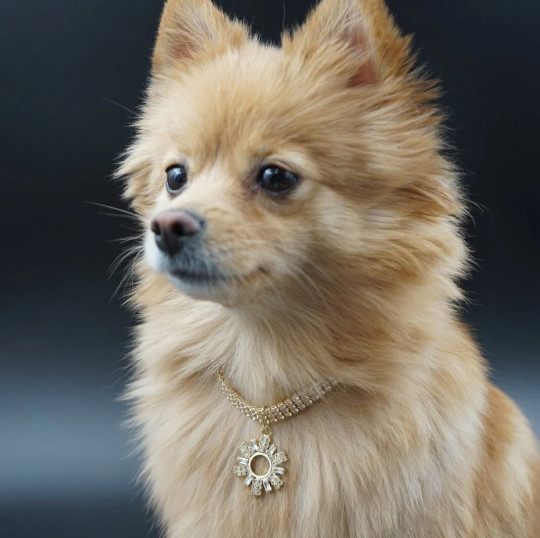 Necklace for Dogs | Dog Rhinestone Yellow Gold Tone Charm Necklace | Dog Jewelry