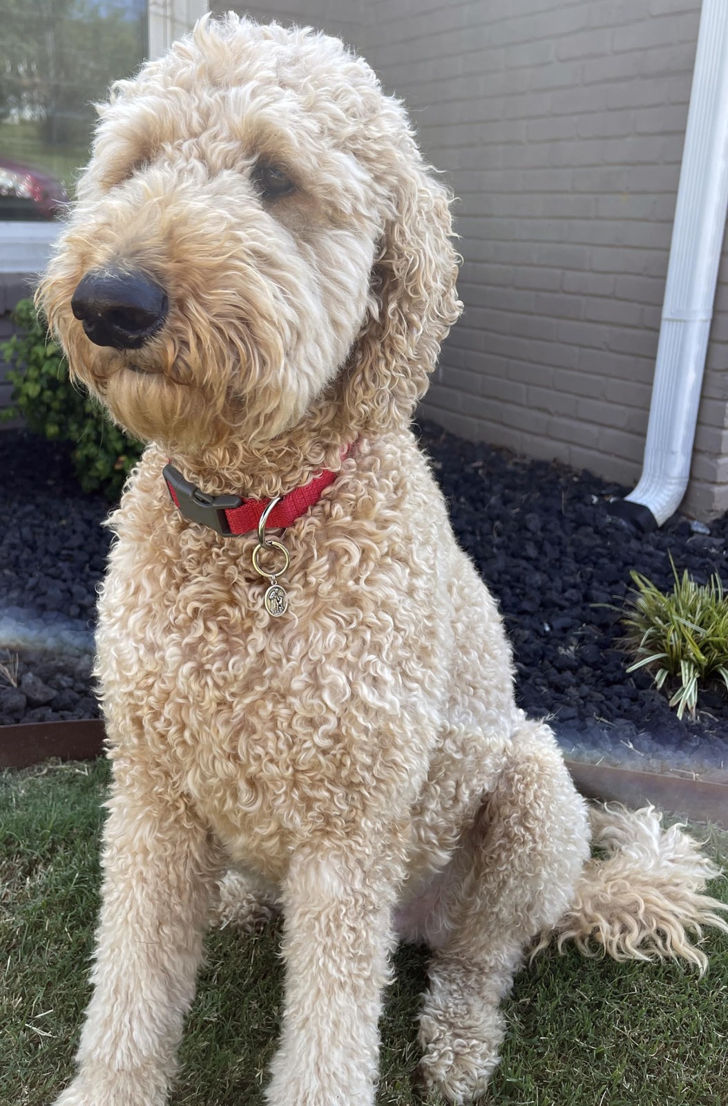 St Francis of Assisi Pendant for Pet Collar – St Francis Animal Tag with Spli…