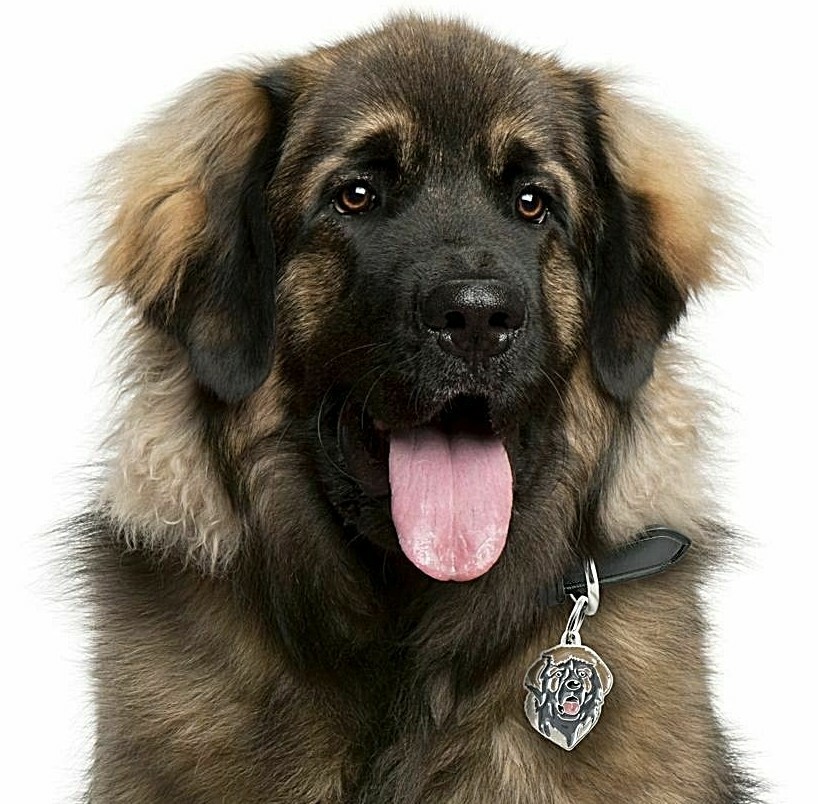 Leonberger Dog ID Tag (93)- Engraved FREE – Personalised – Charm