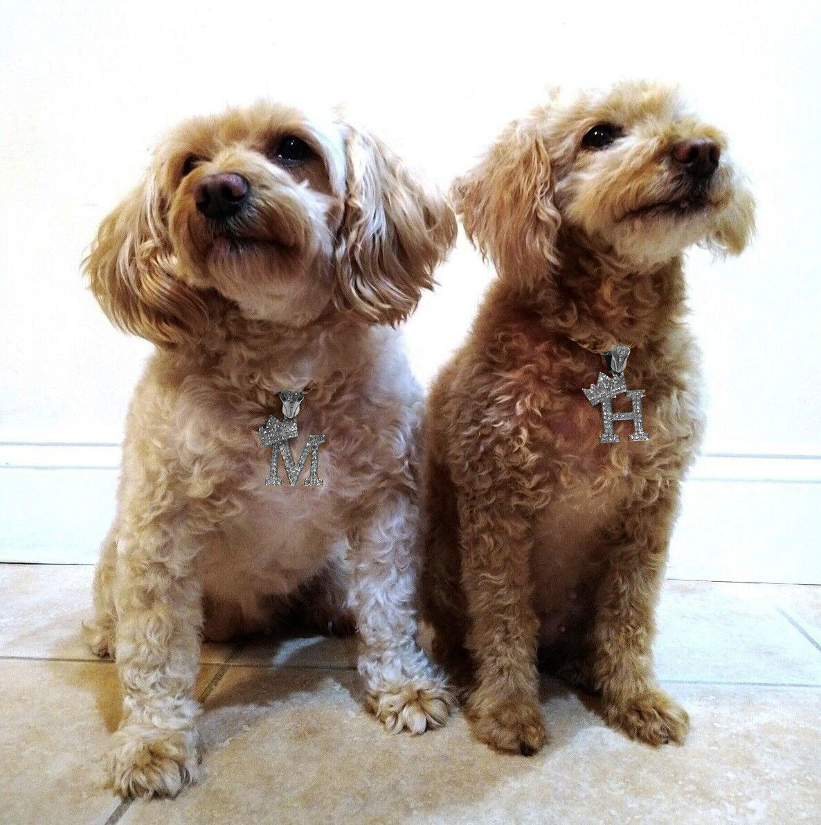 Initial Letter Charm Cuban Dog Cat Pet Puppy Silver Plated Collar Chain Necklace