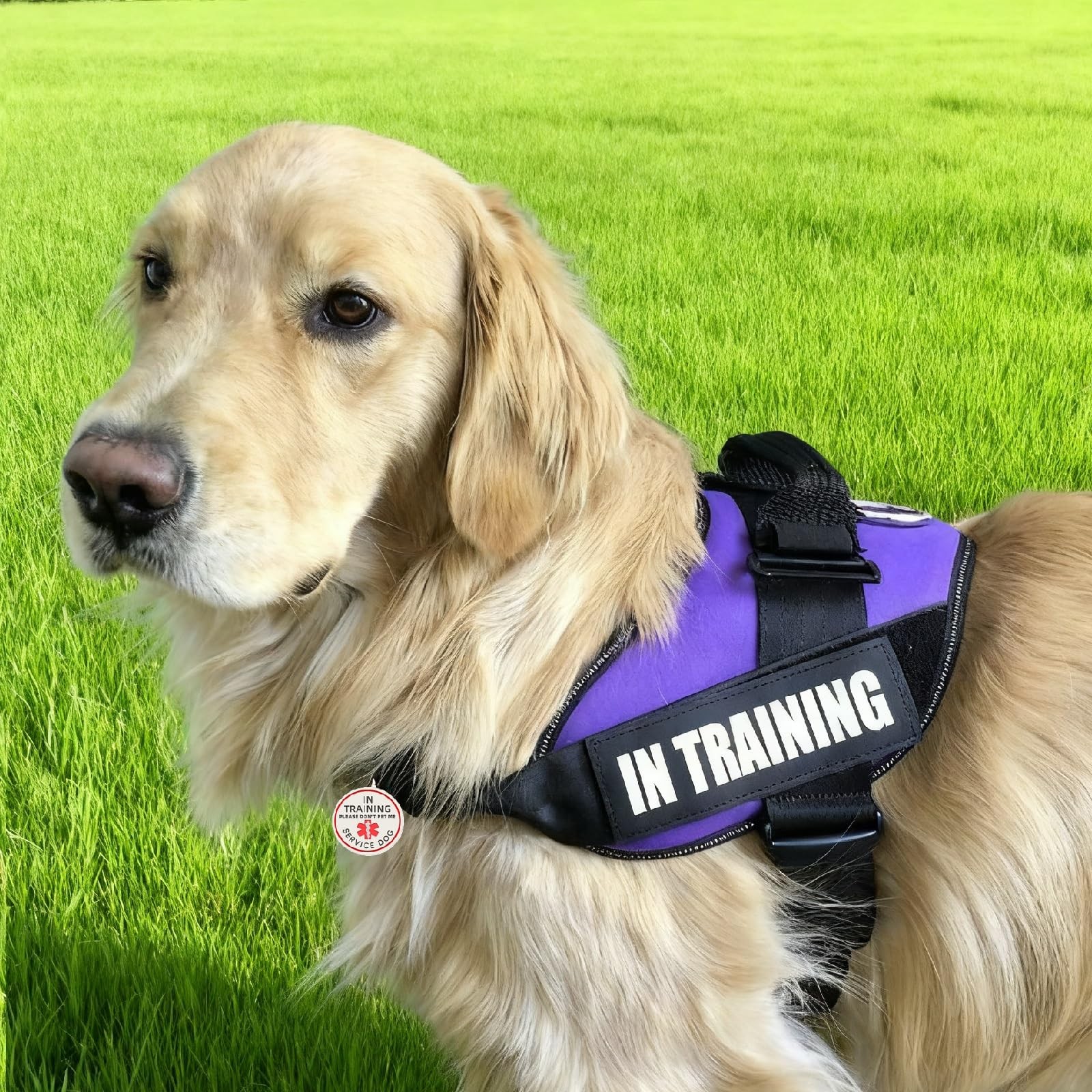 2 PCS Service Dog In Training Patch ID Tag Removable Harness Red 1.50×5.12 In