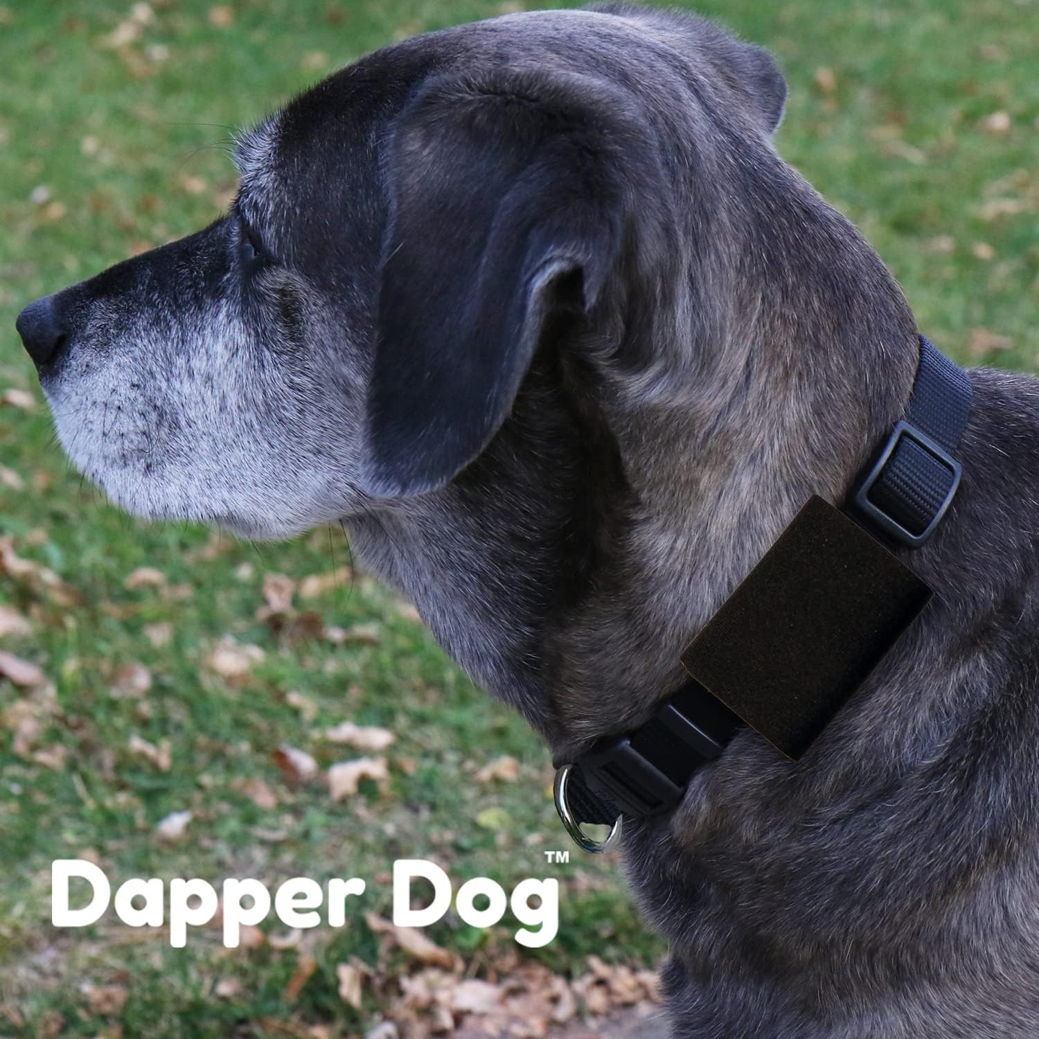 Dapper Dog Pet Tag Silencer and Airtag Holder (Black)