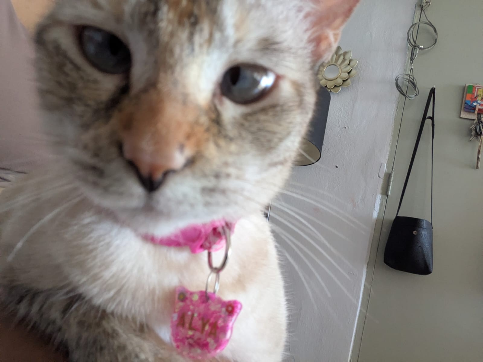 Collar personalizado para mascotas glitter