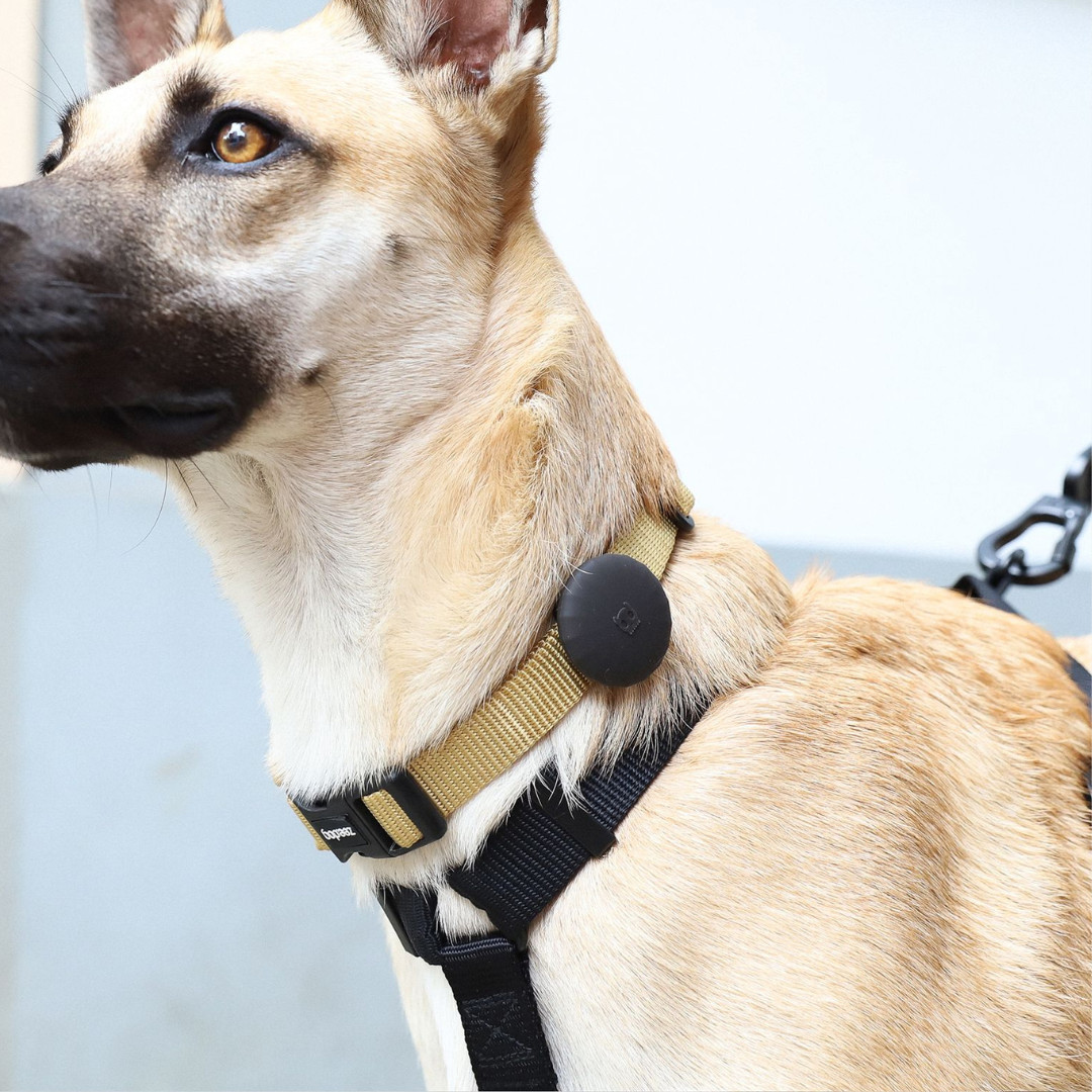 Apple AirTag Dog Collar Black Holder – Protective Anti-Lost Case – Zee.Dog