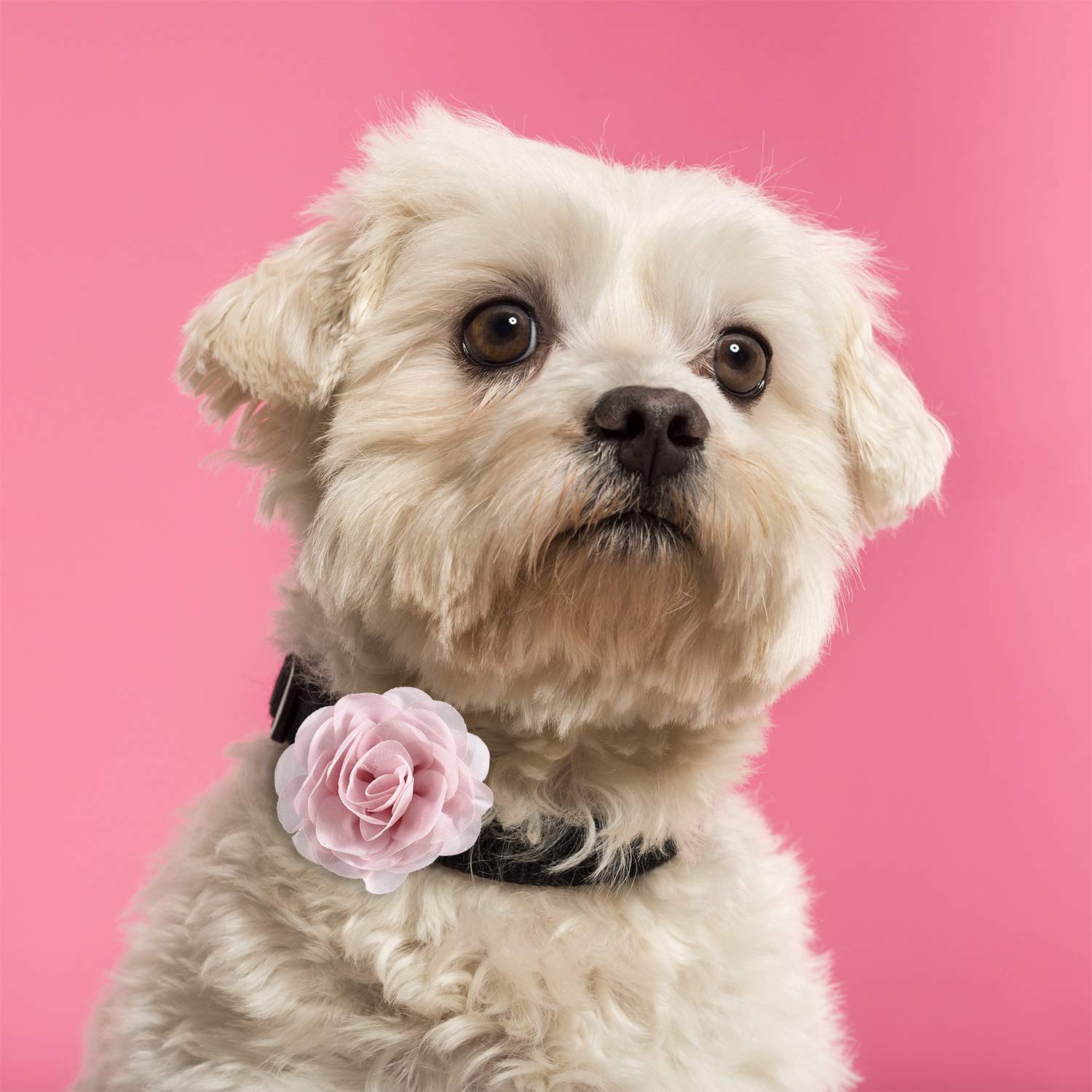 Leinuosen 14 Pcs Dog Flowers Collar Accessory Pet 1.97 Inch, Color Set 1