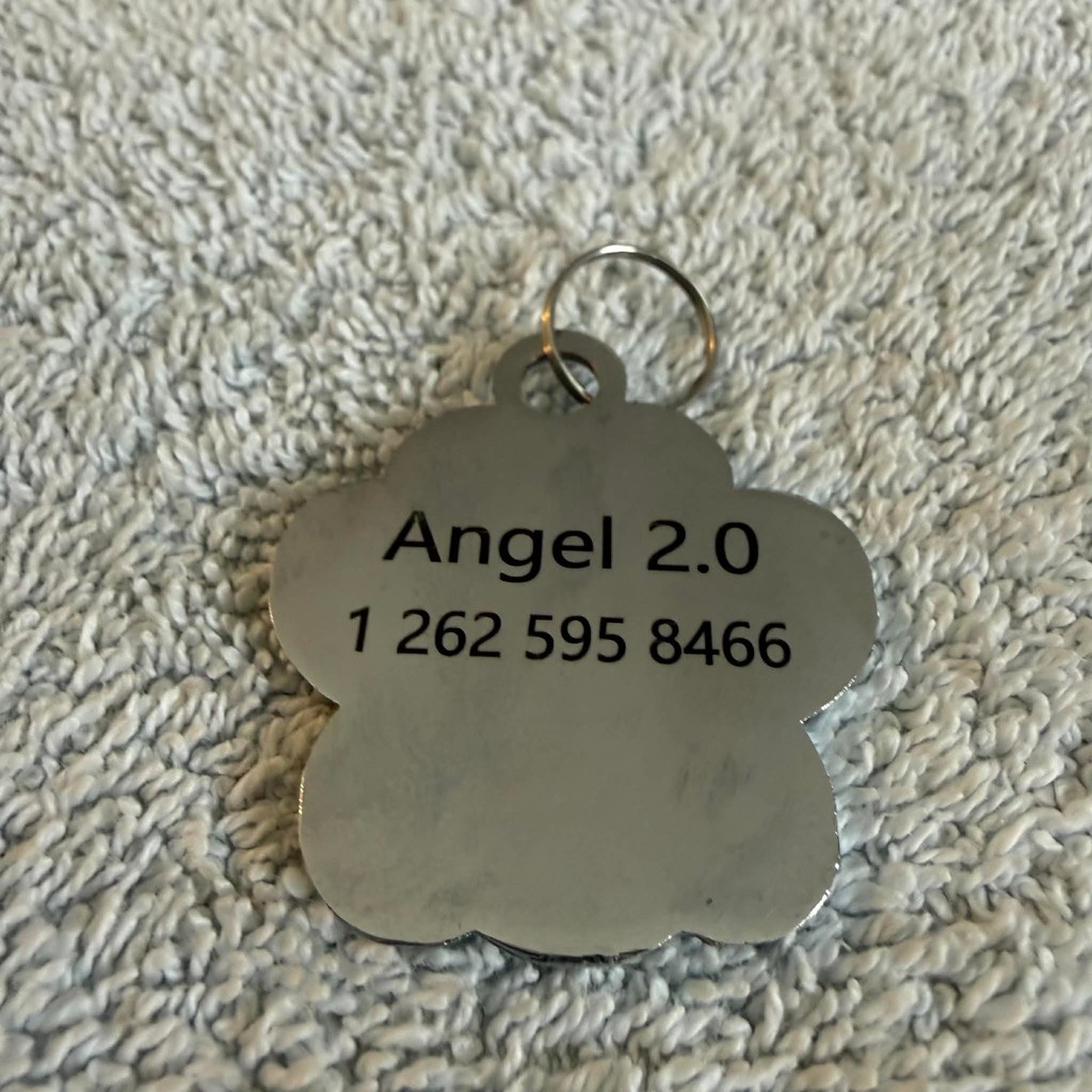 Dog Collar Tag Green Silver One Size