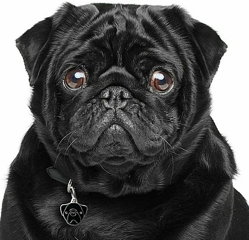 Pug Dog ID Tag (18) – Engraved FREE – Personalised Identity – Charm – Keyring