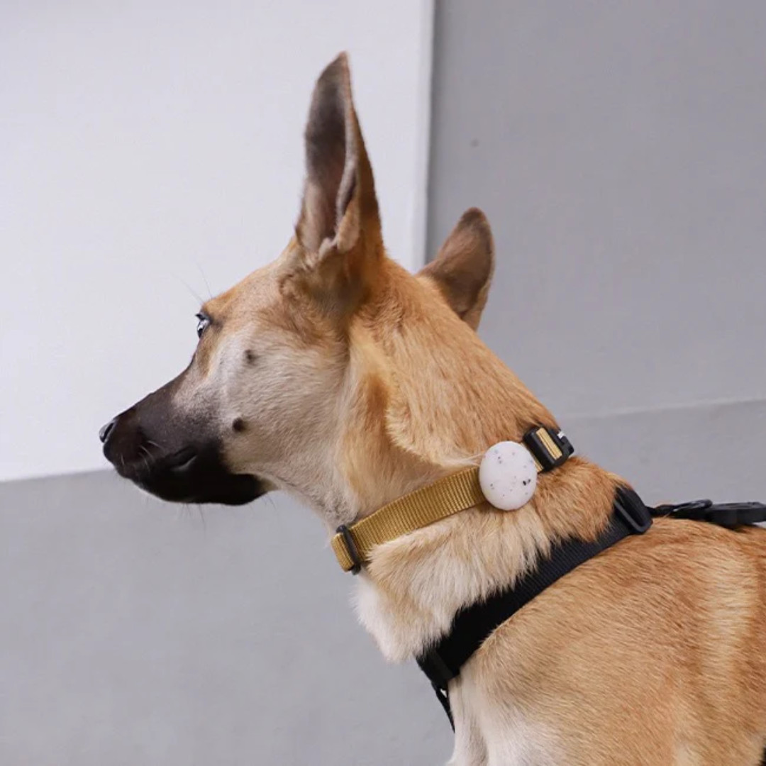 Apple AirTag Dog Collar Jelly Holder – Protective Anti-Lost Case – Zee.Dog