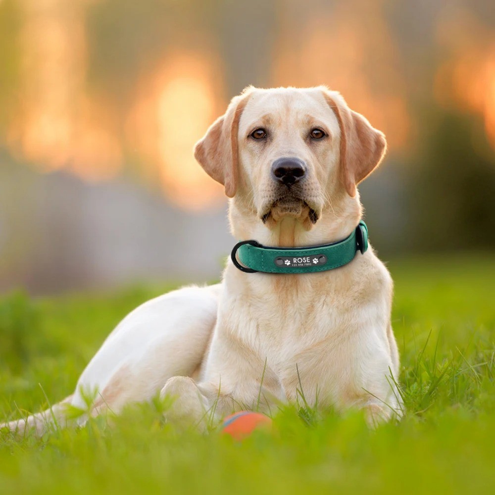 Personalized Name ID Tags Dog Collars