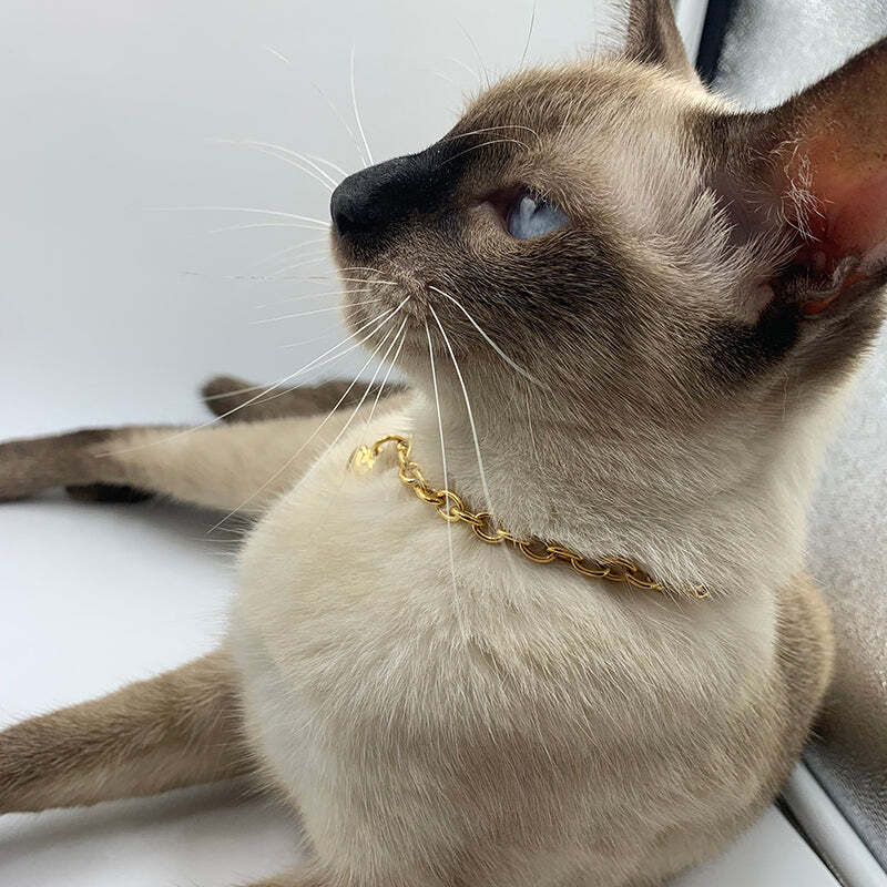 Charm Collar