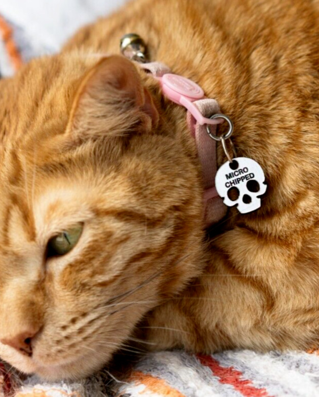 Silver Skull Personalized Dog Cat Pet ID Skull Charm Keychain Collar Human Tag