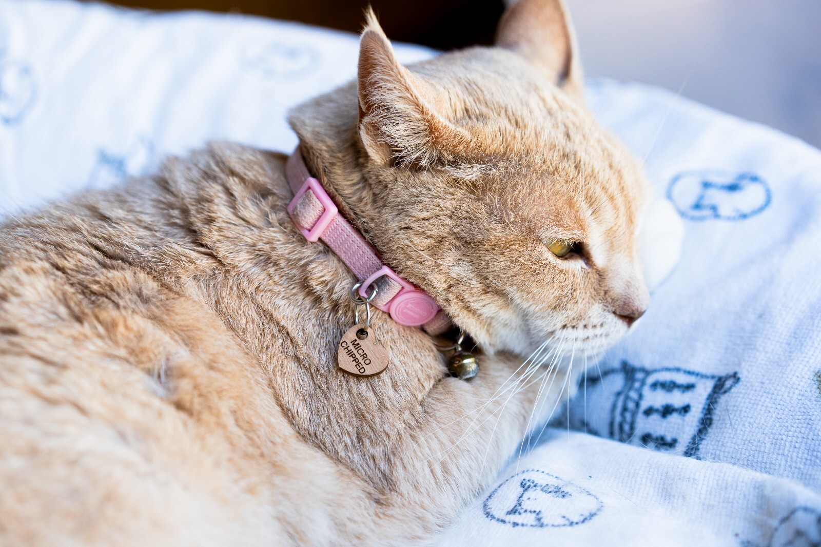 Wood Microchipped Mini ID Pet Tag Charm, Cat and Dog Micro Chipped Pet ID, Tag