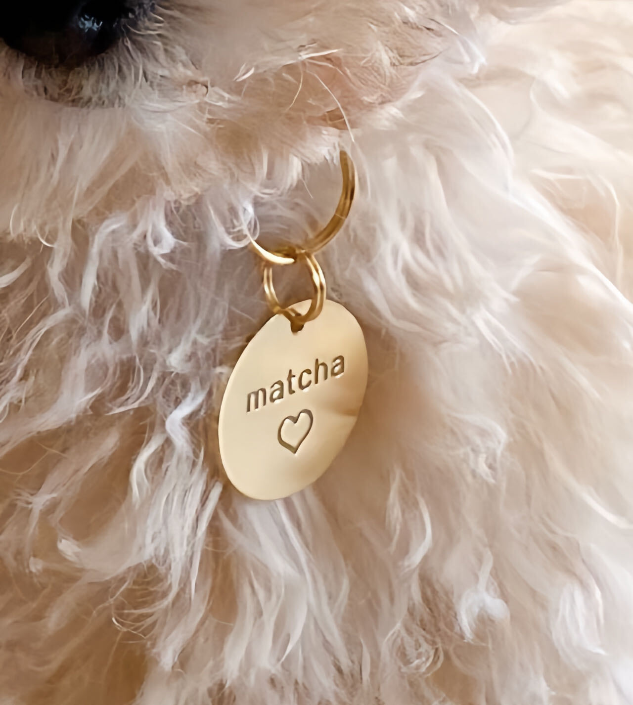 Pawtographize Solid Brass Dog Cat ID Tags Personalized Pet ID Tags Circle