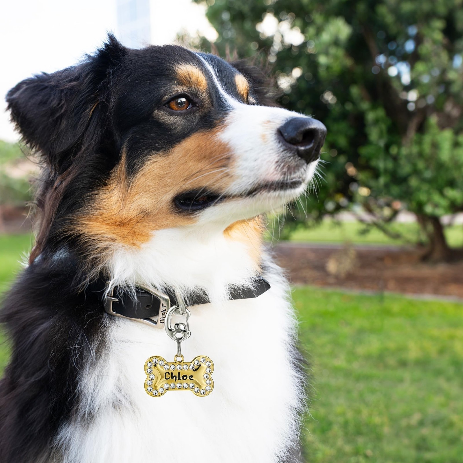Stainless Steel Contour Carabiner Pet Collar Tag Clip Set – Ultra-Secure & Quick