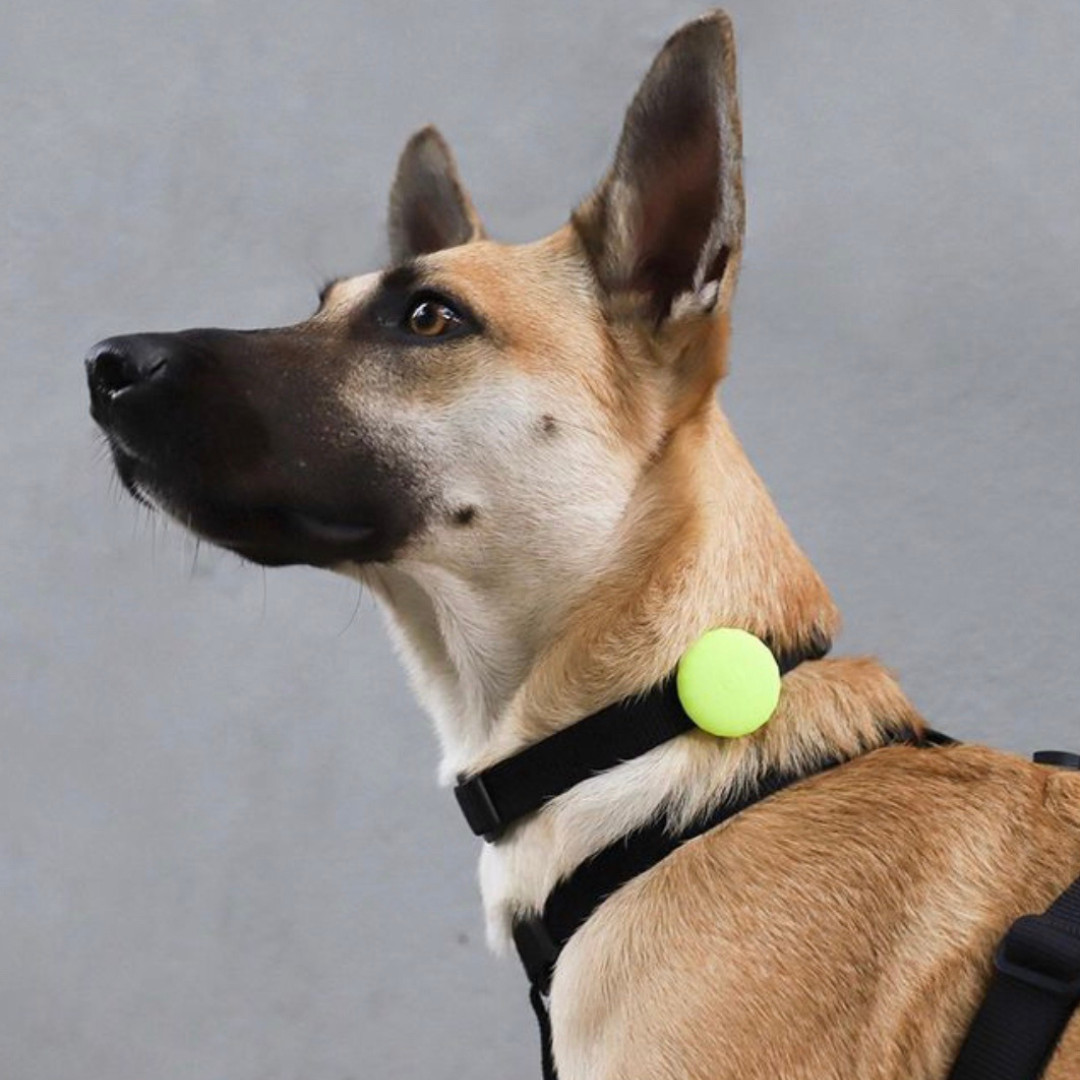 Apple AirTag Dog Collar Lime Holder – Protective Anti-Lost Case – Zee.Dog