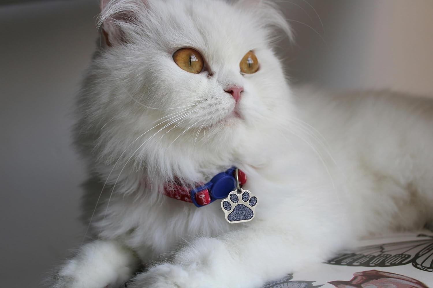 Personalized Pet ID Tag Dog Tag Cat Tag Custom Cat Tag Easy to Read Pet Tag free