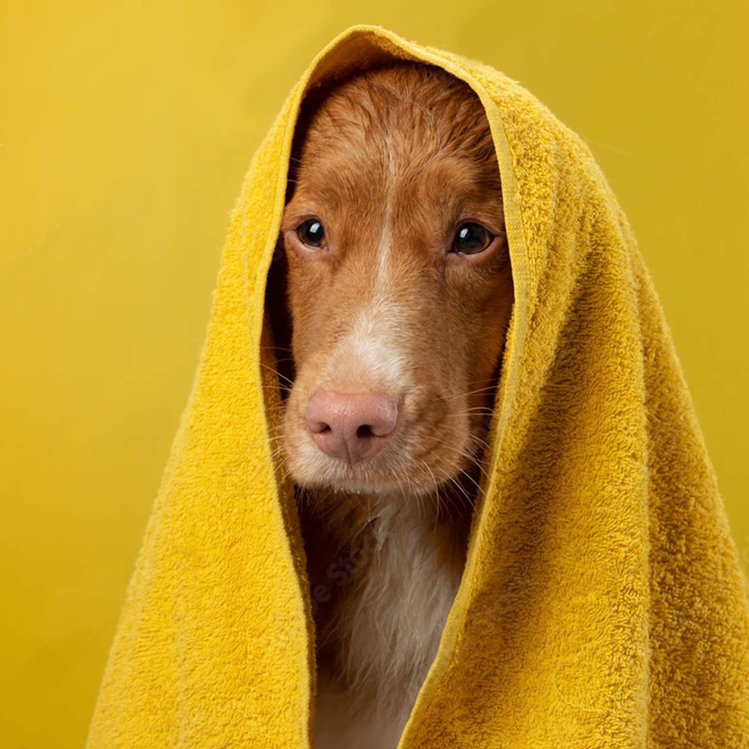 Natural Dog’s Shampoo Bar – With Oats & Shea Butter