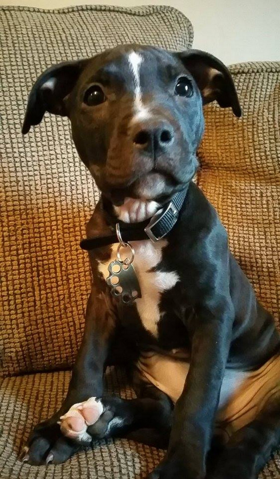 PUPPYKNUCKS puppy pet dog Brass knuckles ID pet tag Custom Engraved, 6 finishes
