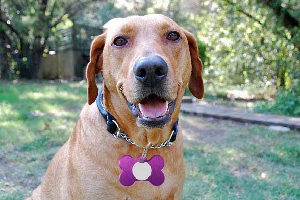 Small Bone Shape Pet ID Dog Name Tags-Custom Engraved Tag With Up To 5 Lines