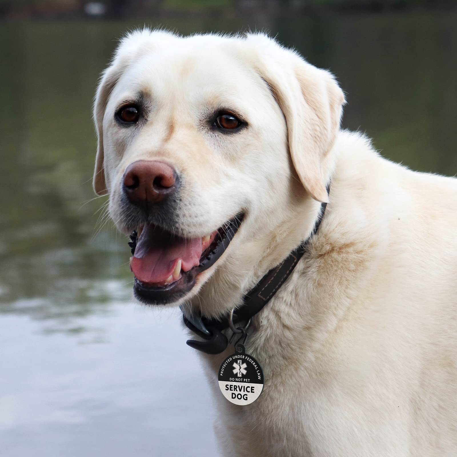 Service Dog Tag QR Code Stainless Steel Pet ID Tag Dog Tag Online Pet Profile…