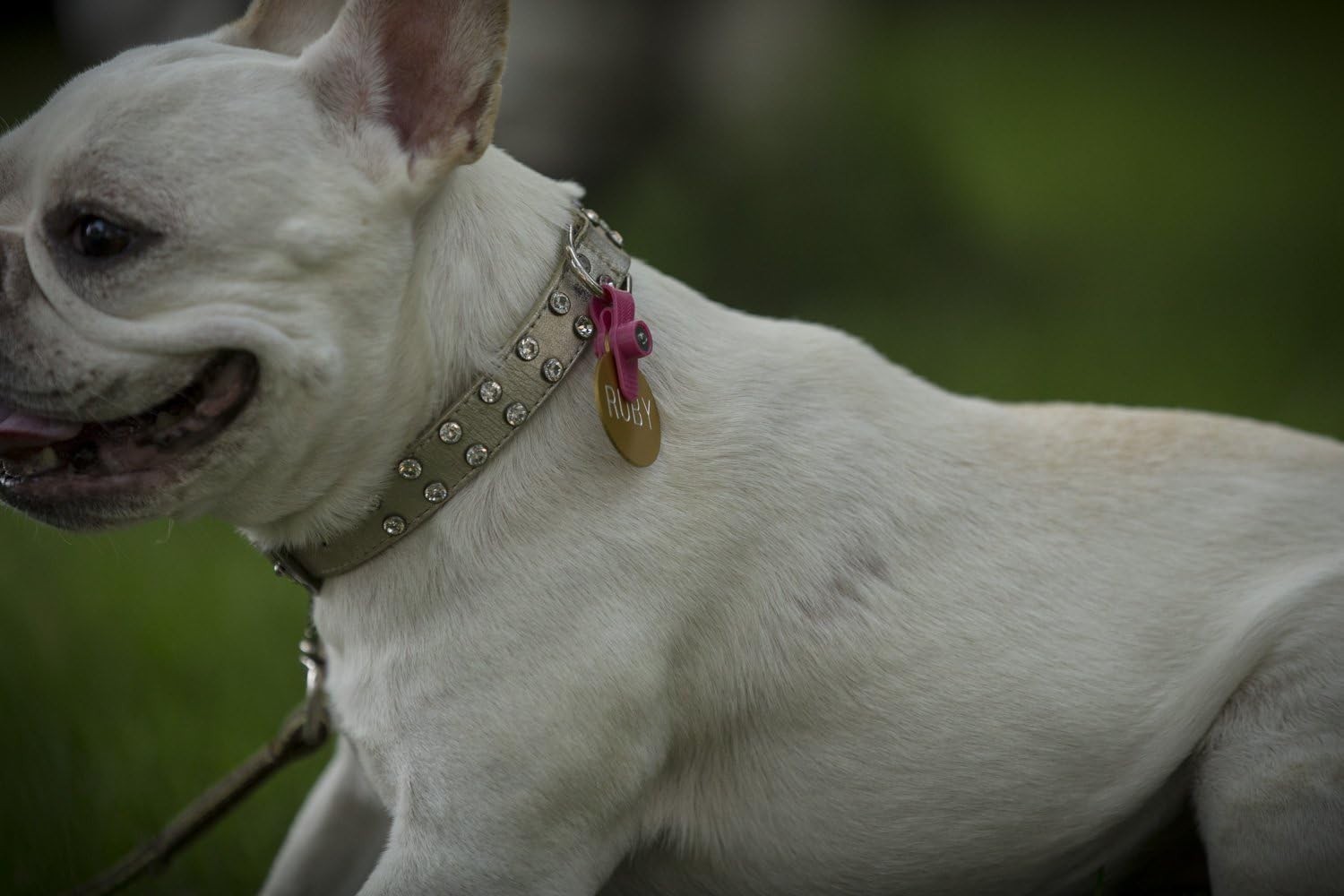 Dog Silencer and Connector, Pink