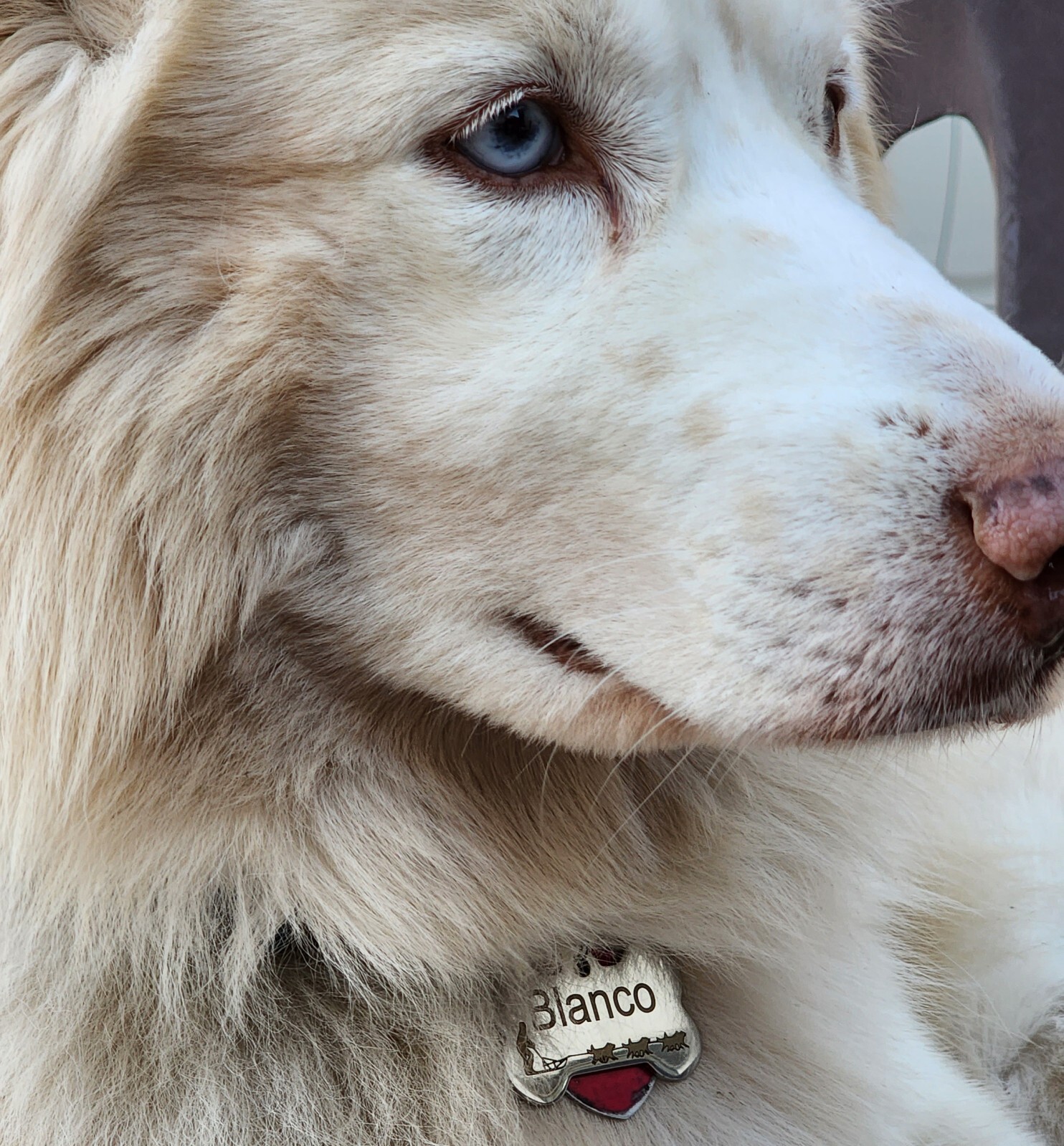 Deep Engraved Stainless Steel Bone Pet ID Tag, Double-Sided, Lifetime Warranty