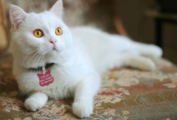Cat Pet ID Name Tags Custom Engraved Identification Tag w/ up to 5 Lines of Info