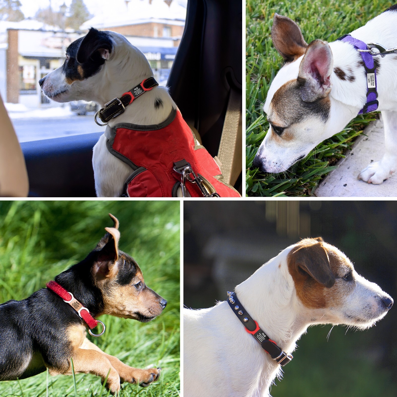 Leash King Heavy Duty Jingle-Free Silent Slide-On Collar Pet ID Tag