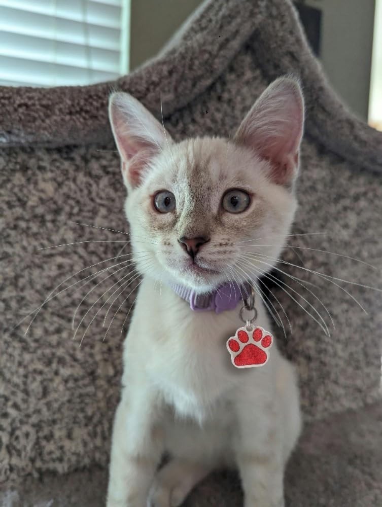 Personalized Pet ID Tag Dog Tag Cat Tag Custom Cat Tag Easy to Read Pet Tag free