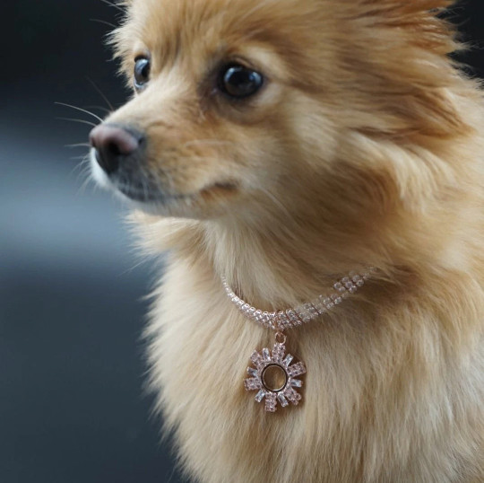 Necklace for dogs | Dog Rhinestone Rose Gold Tone Charm Necklace | Dog jewelry