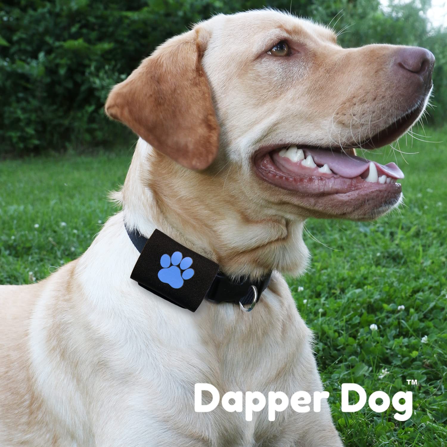 Black With Blue Paw Dapper Dog Pet Tag Silencer AirTag Holder Accessories